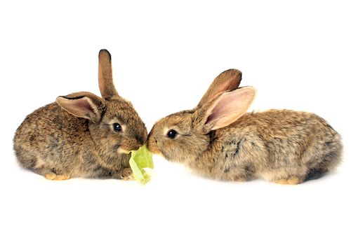 rabbits-eating_Myp5hX__